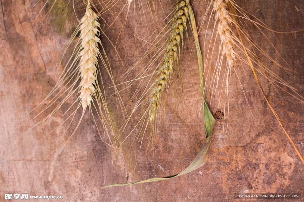 麦穗小麦图片