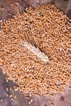 麦穗小麦图片