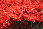 红枫树林 枫叶 秋季 枫树