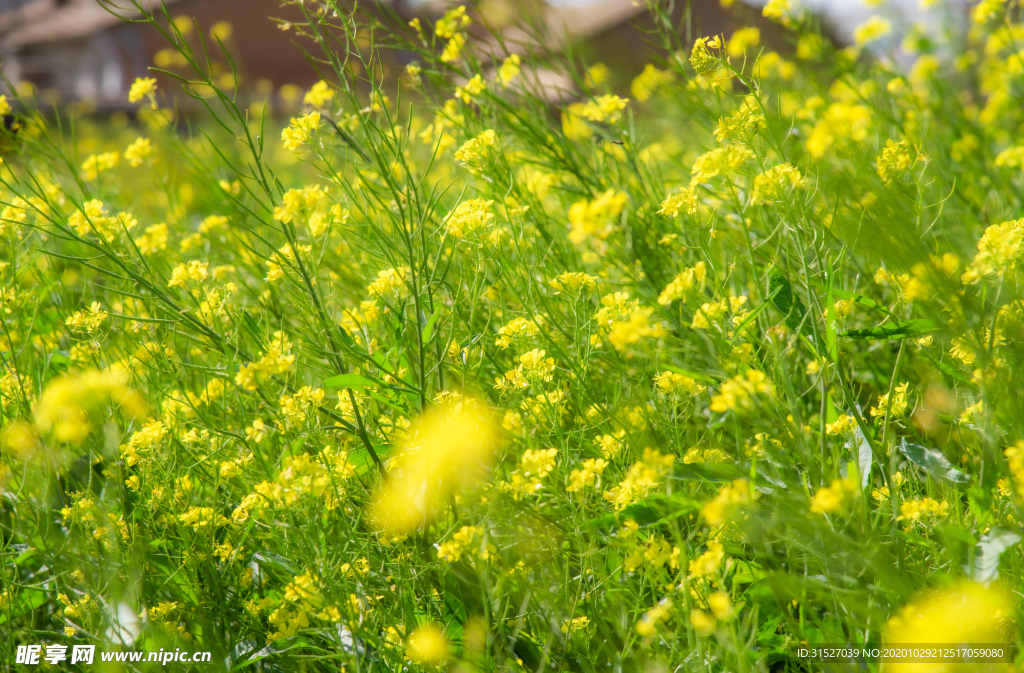 油菜花