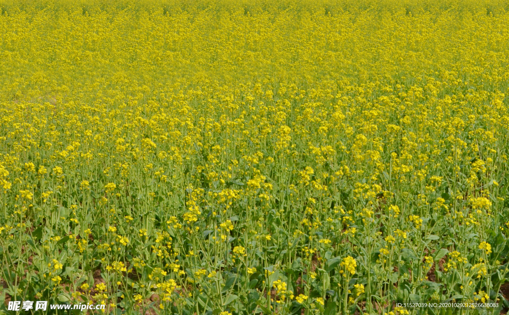 油菜花风光