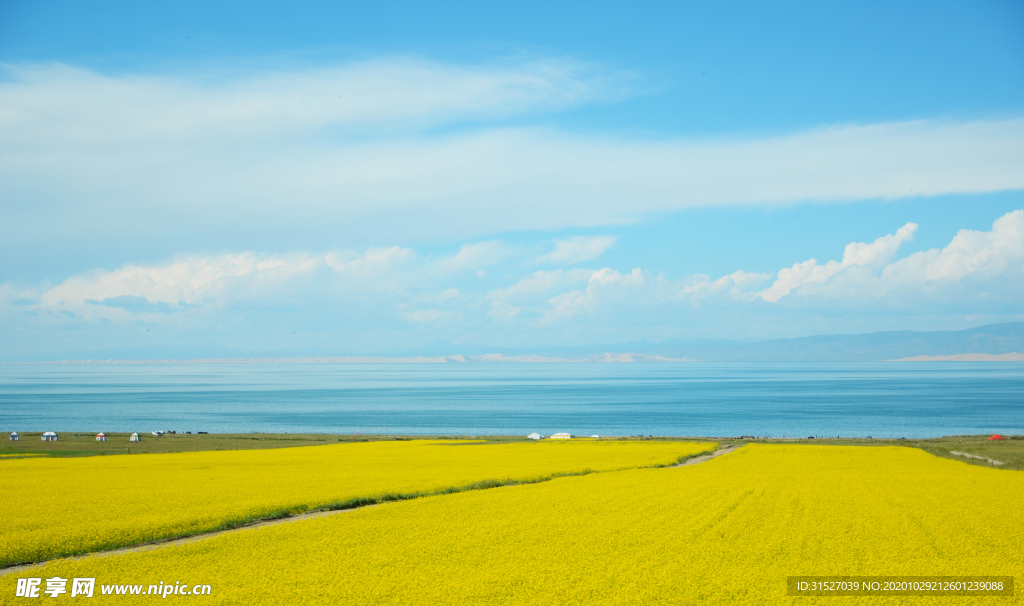 油菜花天空高清大图