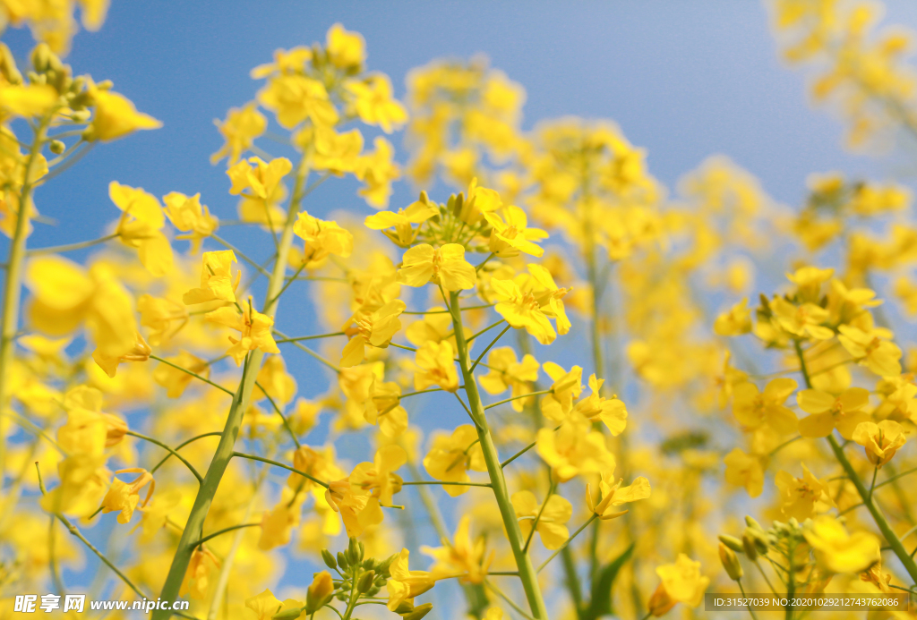 油菜花高清