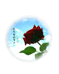 玫瑰花