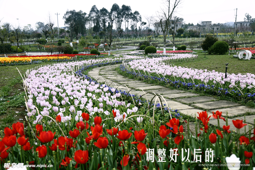 南充锦绣田园花海摄影