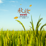 手机壁纸