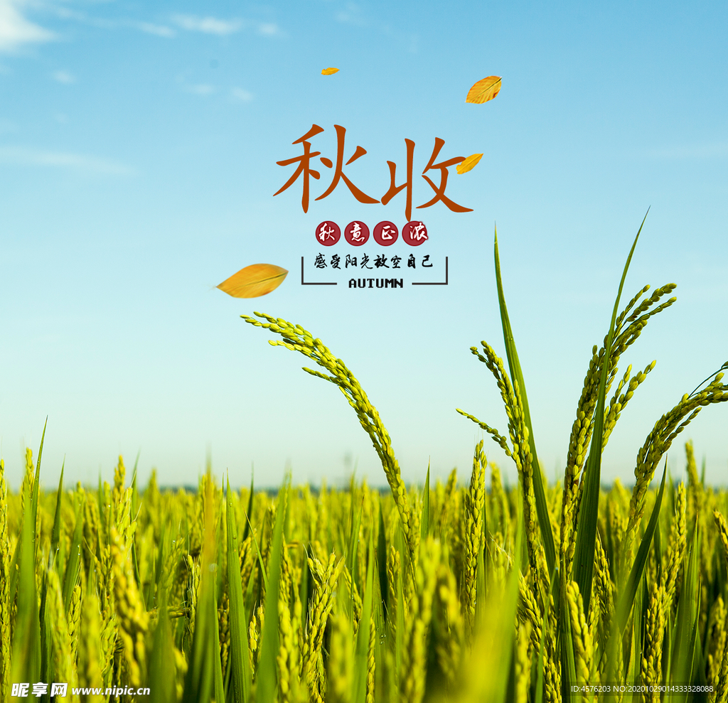 手机壁纸