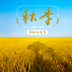手机壁纸