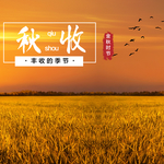 手机壁纸