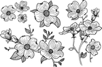 手绘花插画