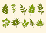植物叶子矢量图