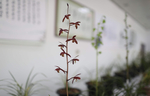 兰花开花