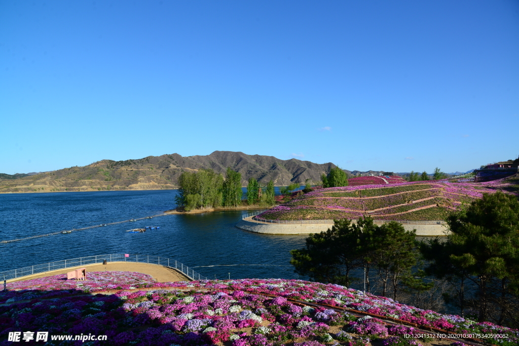 芝樱花 栗香湖