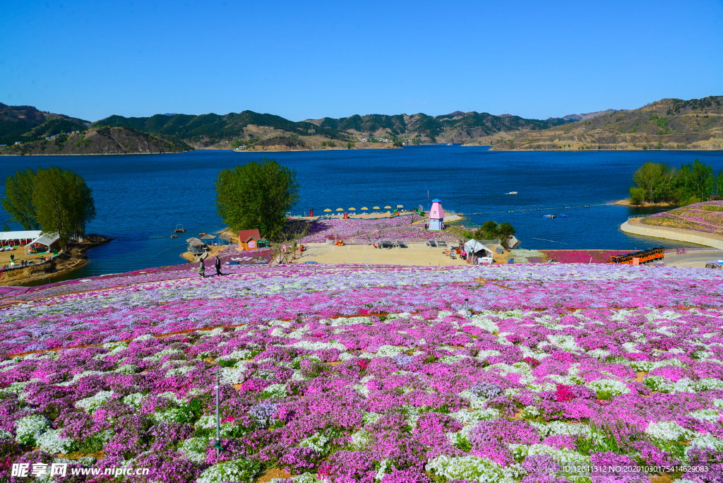 薰衣草 芝樱花