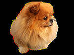 透明可爱小狗素材狗犬家畜宠物