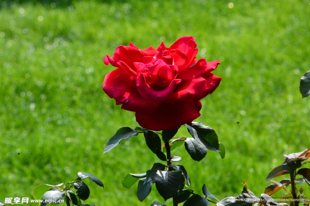 月季花