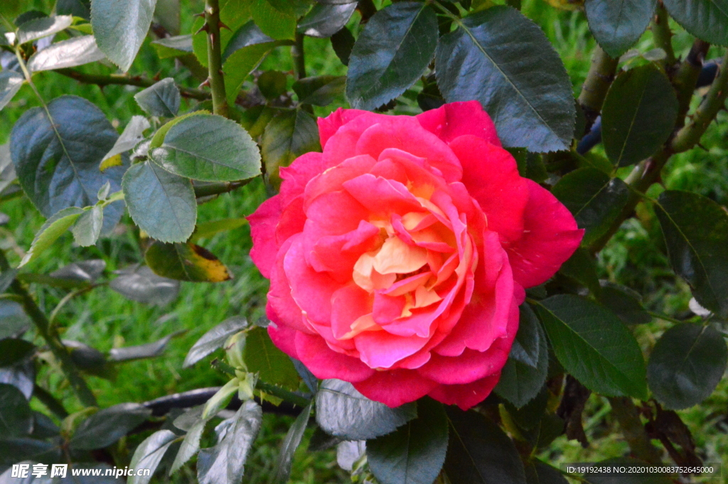 月季花