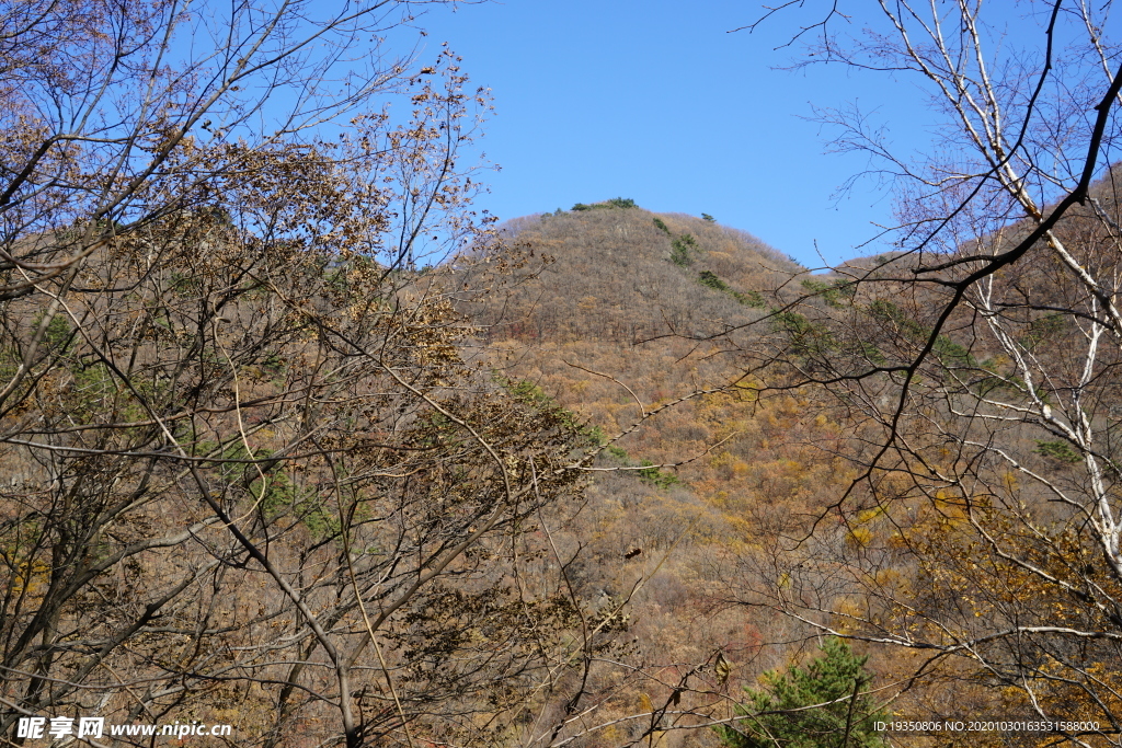 秋天山上树林的黄叶