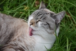 家猫