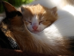 家猫