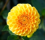 大丽花