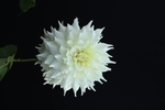 大丽花