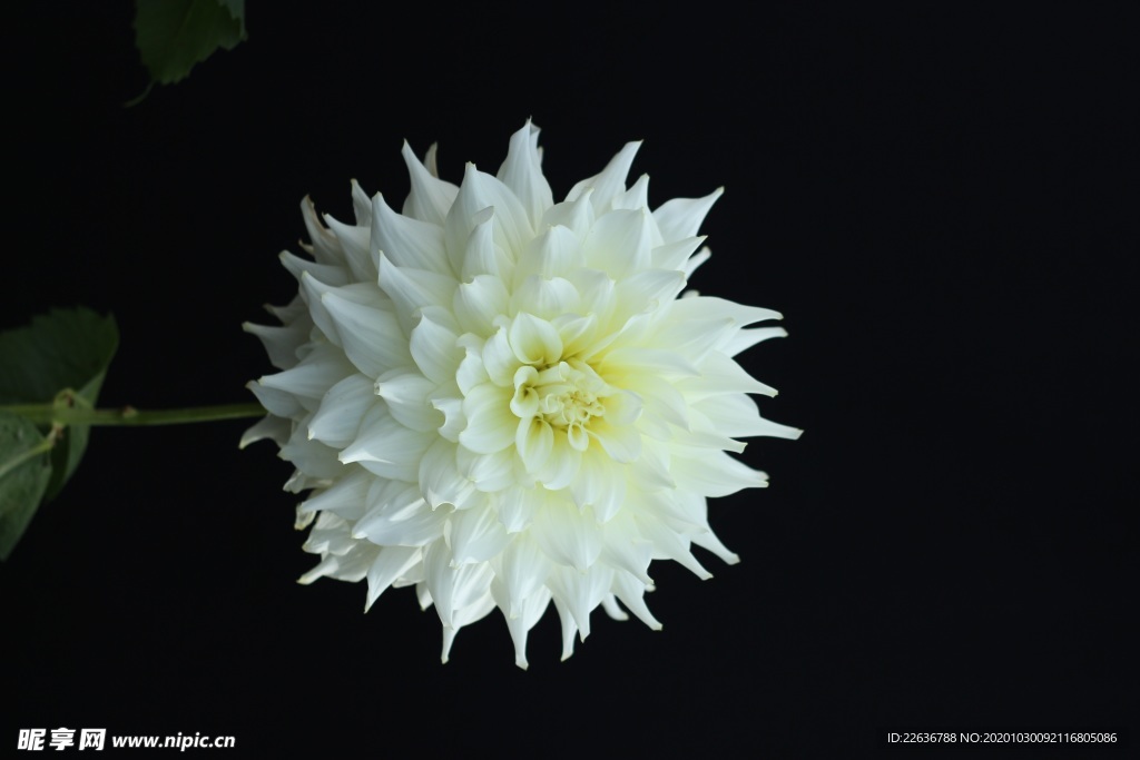 大丽花