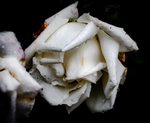 玫瑰花