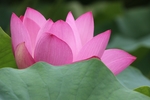 莲花