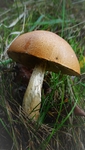 野生蘑菇