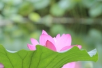 莲花