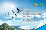 企业管理 雁阵效应