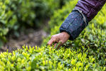 茶园手工采摘茶叶