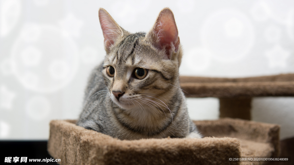 小猫