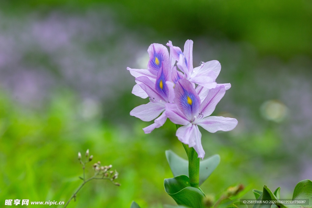 雨久花