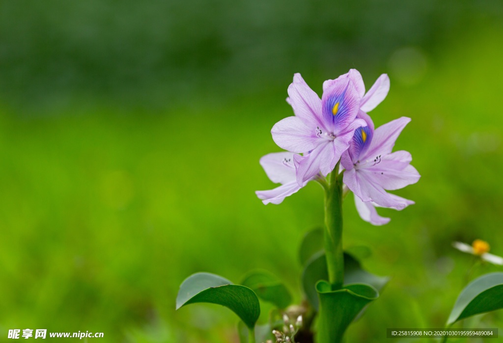雨久花