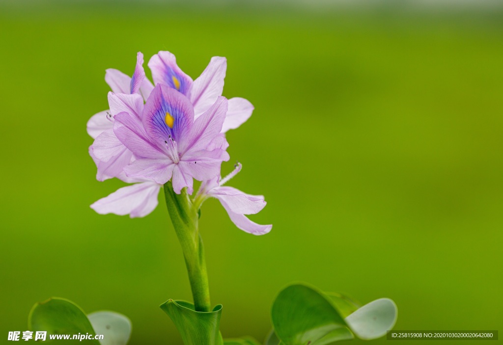 雨久花