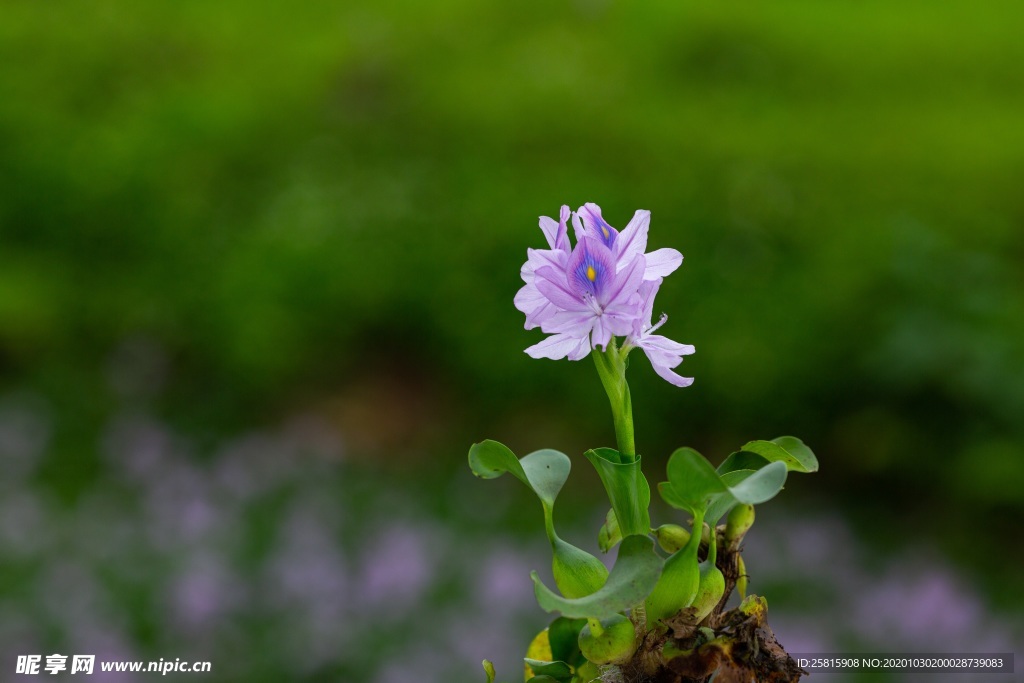 雨久花