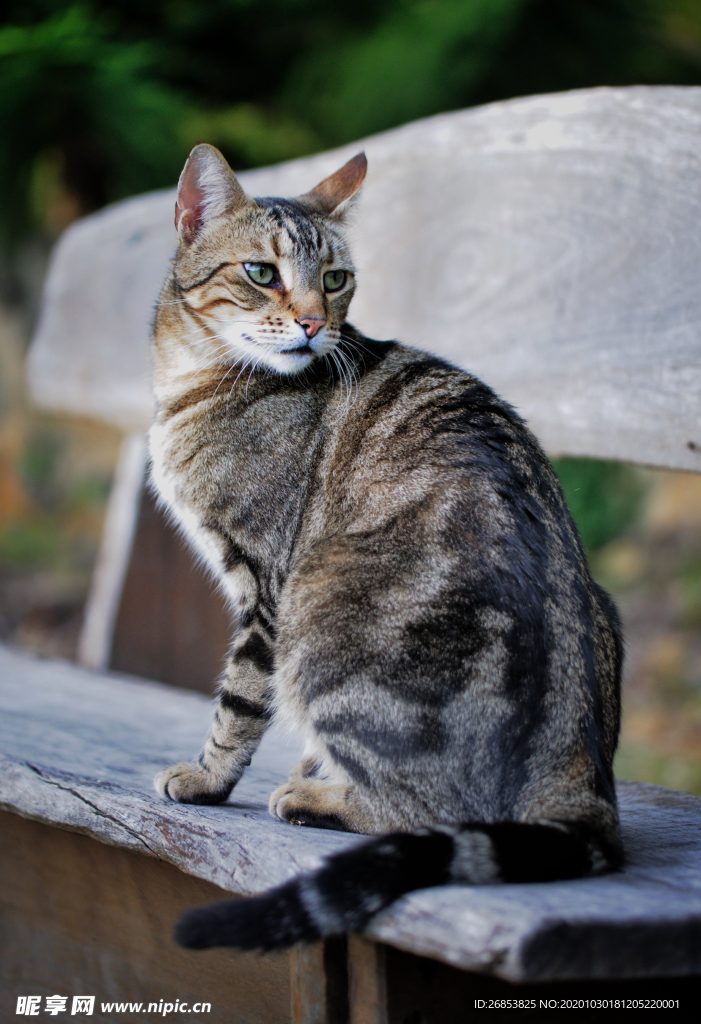 灰色的小猫