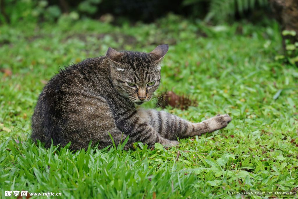 灰色的小猫