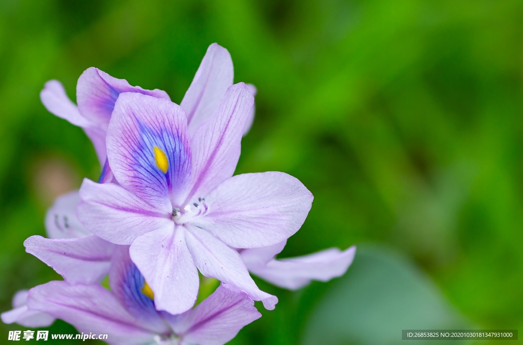 雨久花