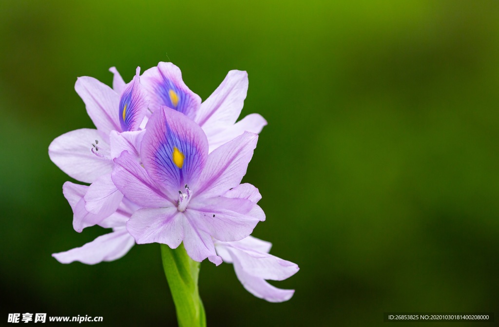 雨久花