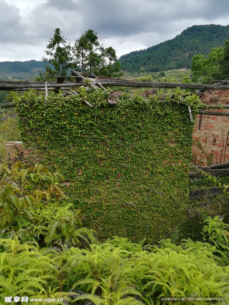 砖头墙 真绿植墙 绿植墙