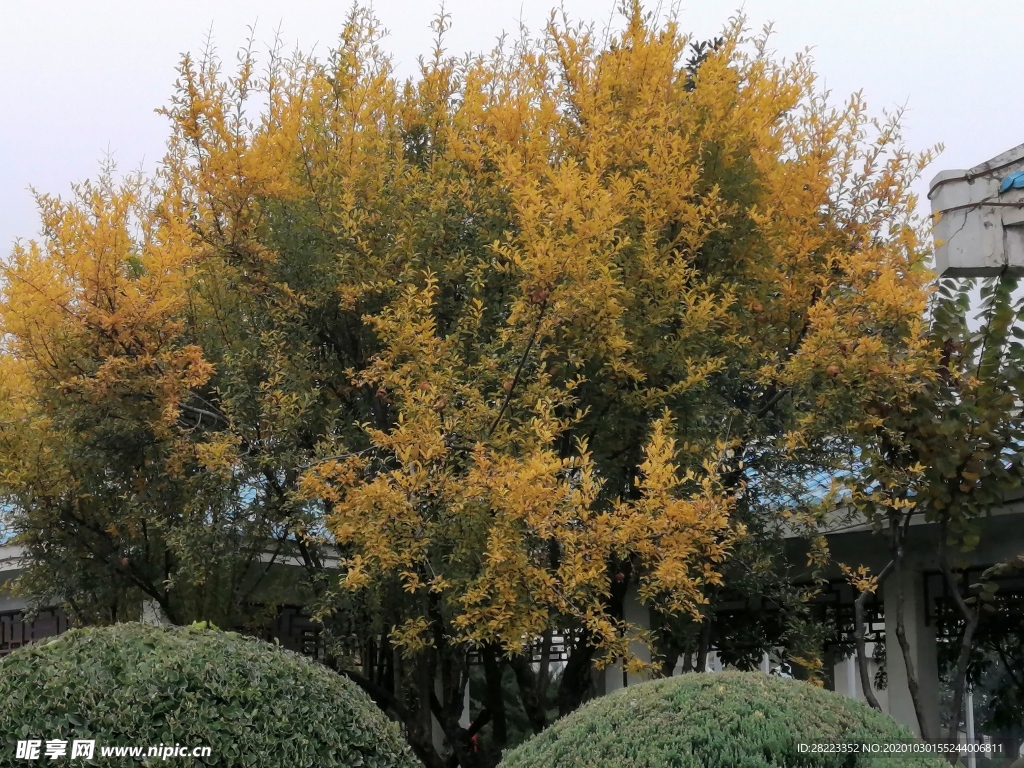 黄色树叶  树木素材  花草素