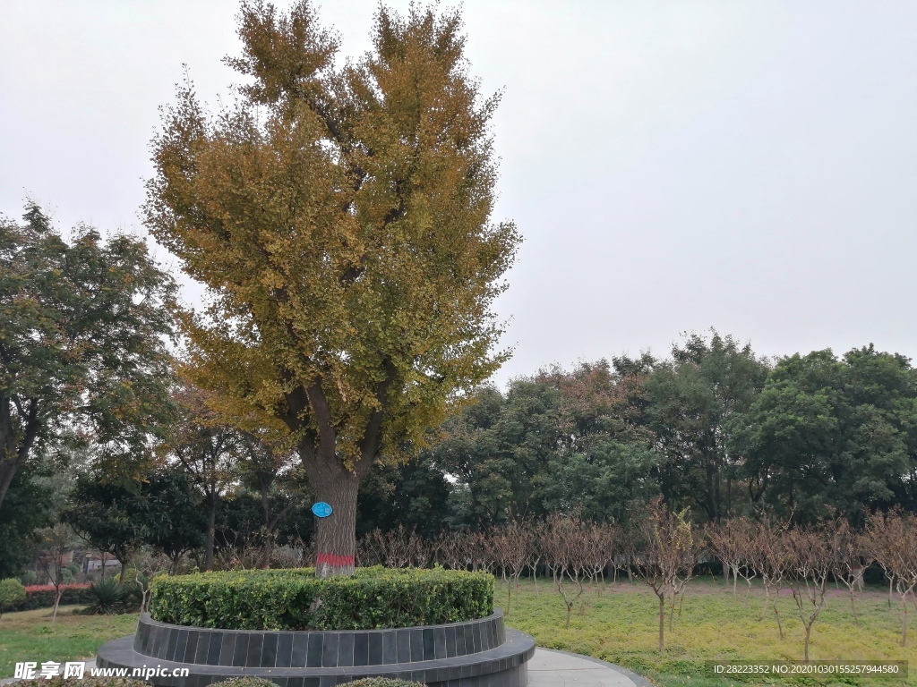 花草素材 花草图片 绿色植物