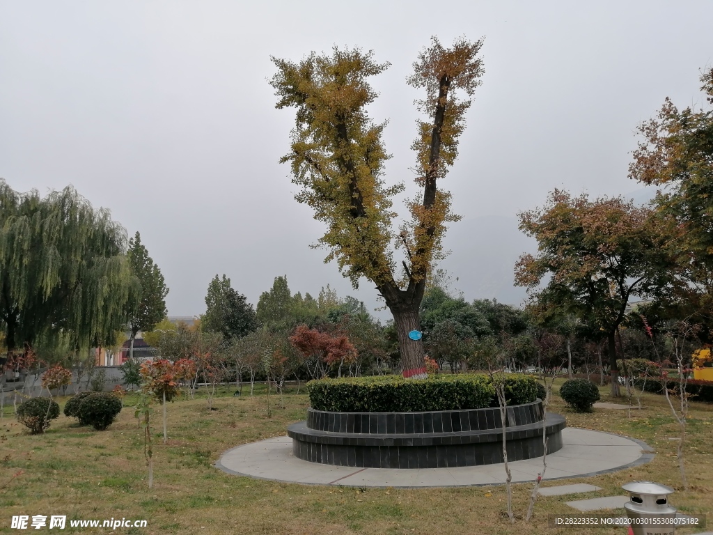 花草照片  绿色植物素材图片