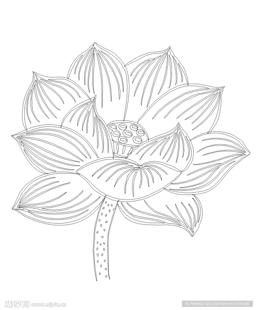 荷花简笔画