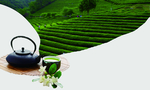 茶叶清新茶具背景海报素材