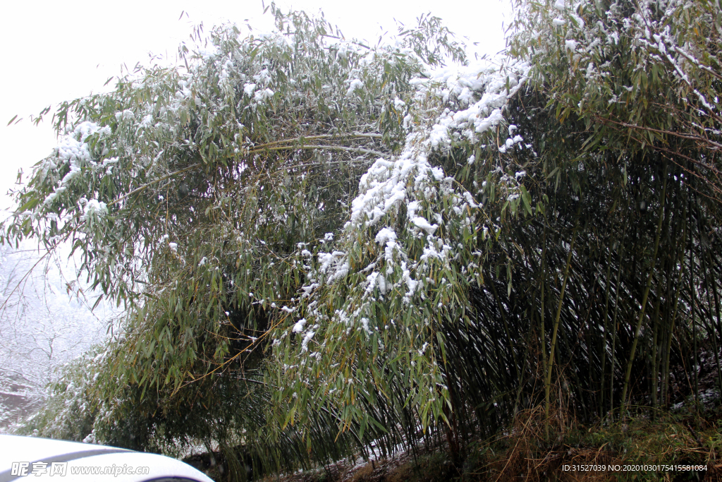 雪中竹子