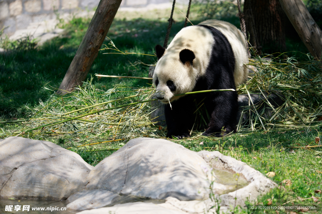 熊猫吃竹子大图